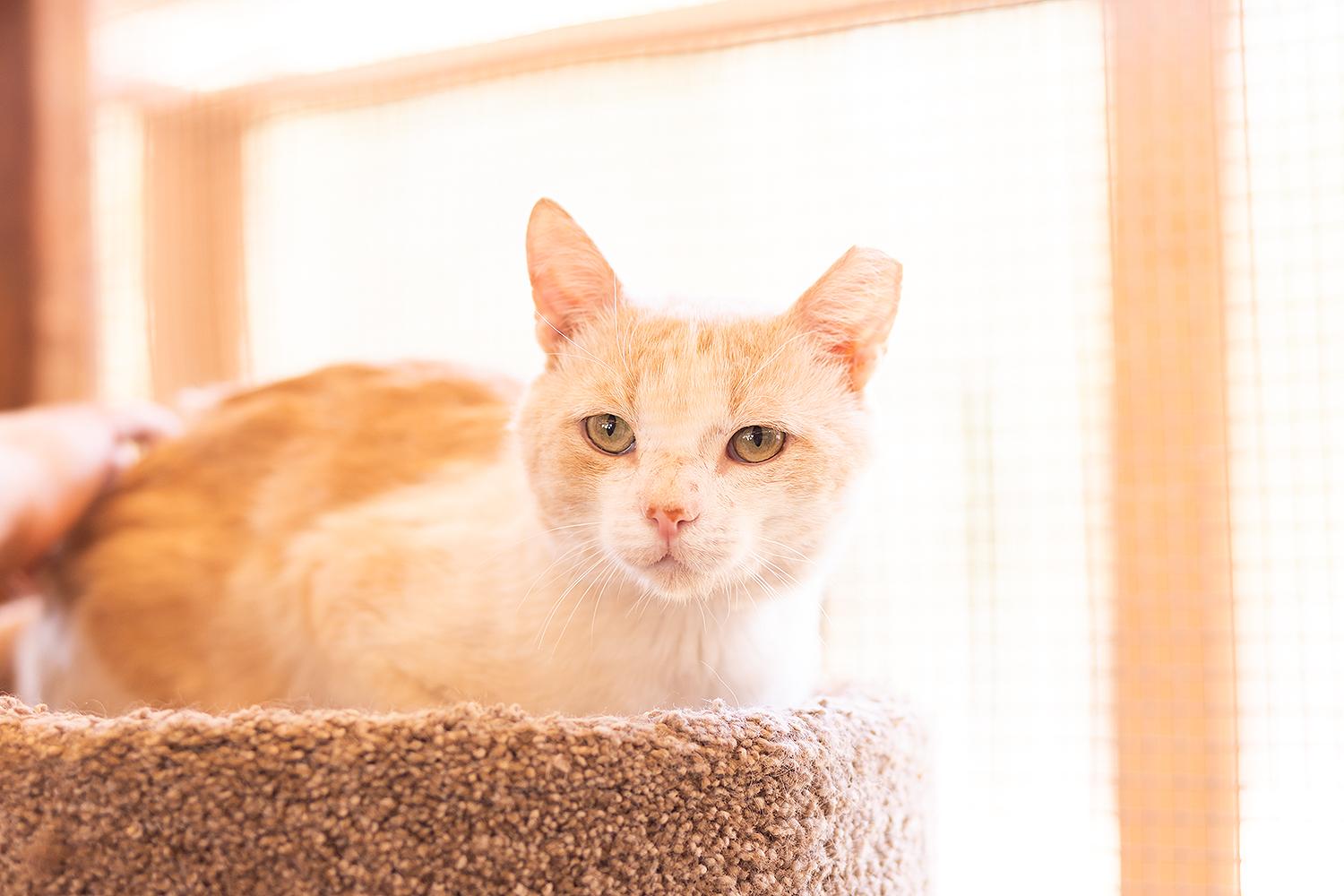 Enlarge Theo, a ADOPTABLE Domestic Short Hair in Marana, AZ image 3/3