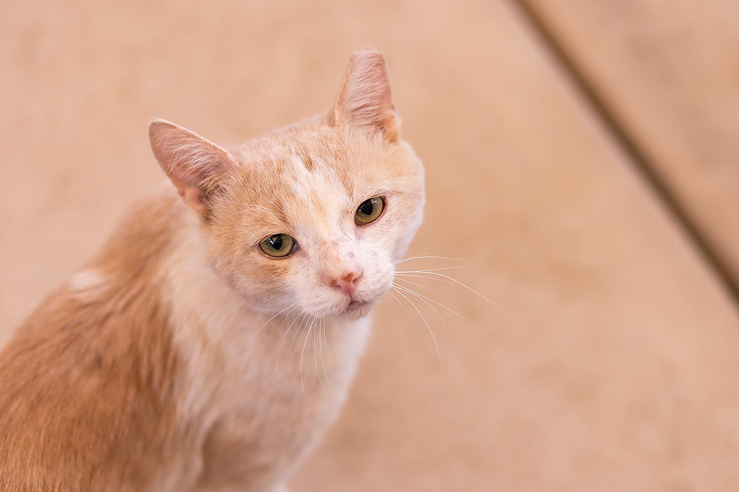 Theo, ADOPTABLE, Adult Male Domestic Short Hair.