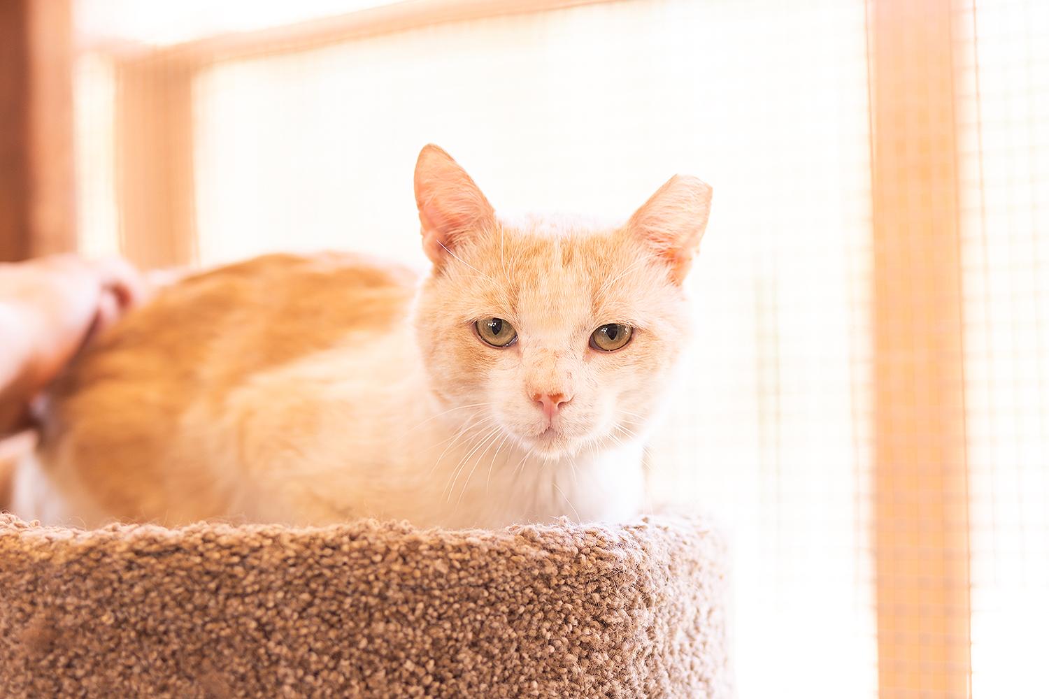 Enlarge Theo, a ADOPTABLE Domestic Short Hair in Marana, AZ image 2/3