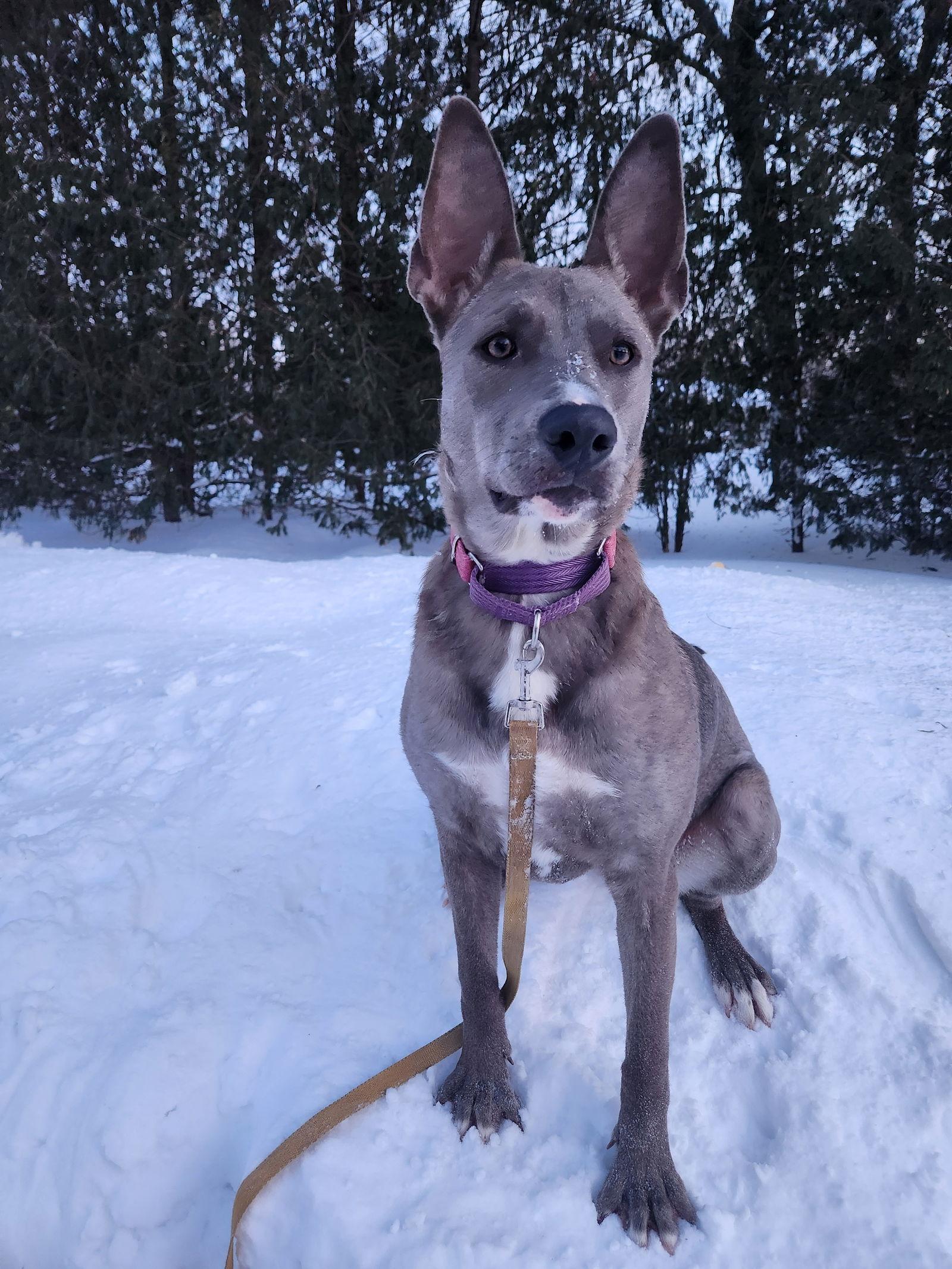 Bristol, Adoptable, Young Female Mixed Breed.
