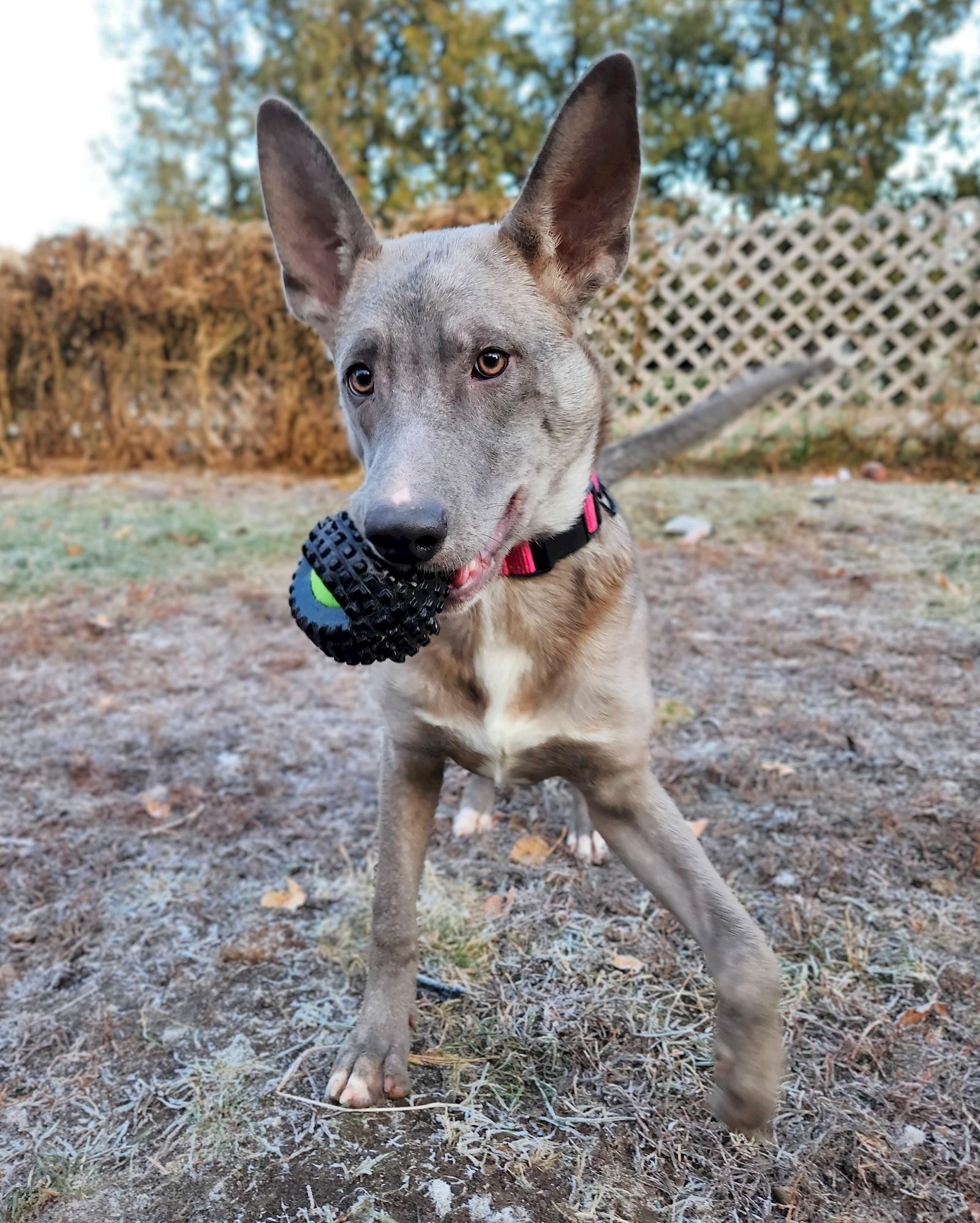 Bristol, Adoptable, Puppy Female German Shepherd Dog.