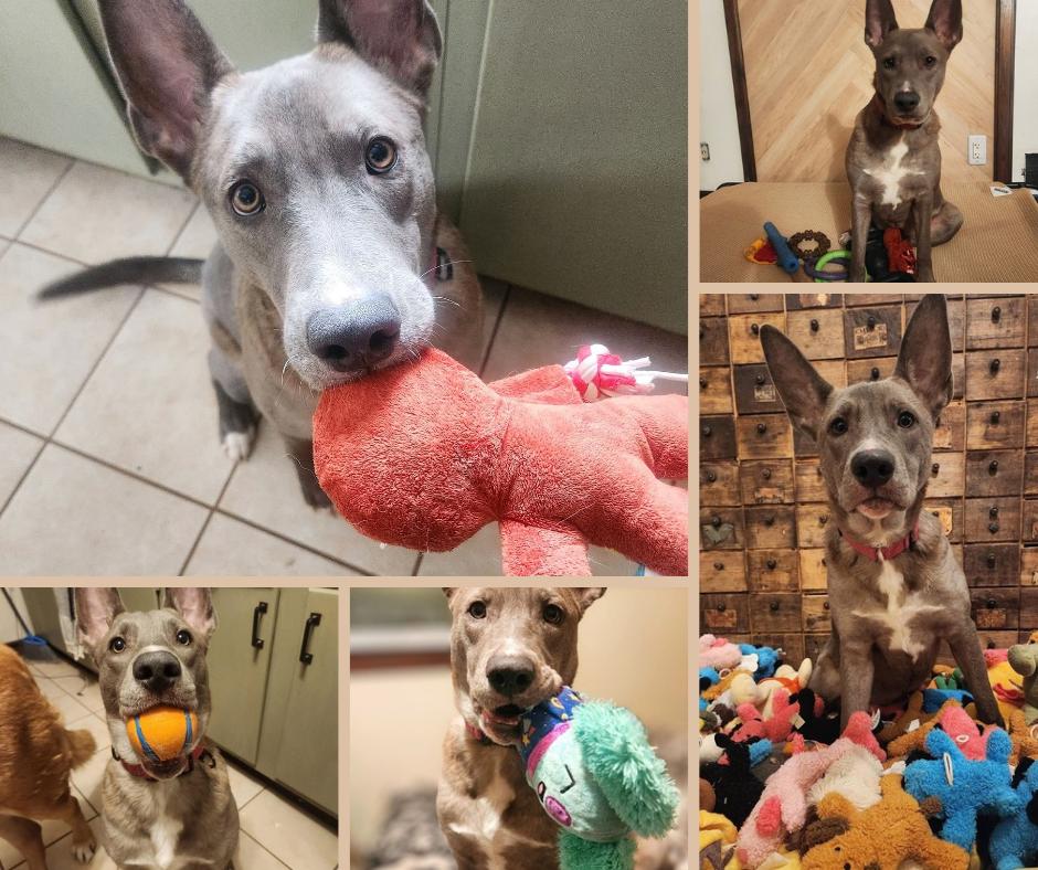 Bristol, Adoptable, Young Female Mixed Breed.