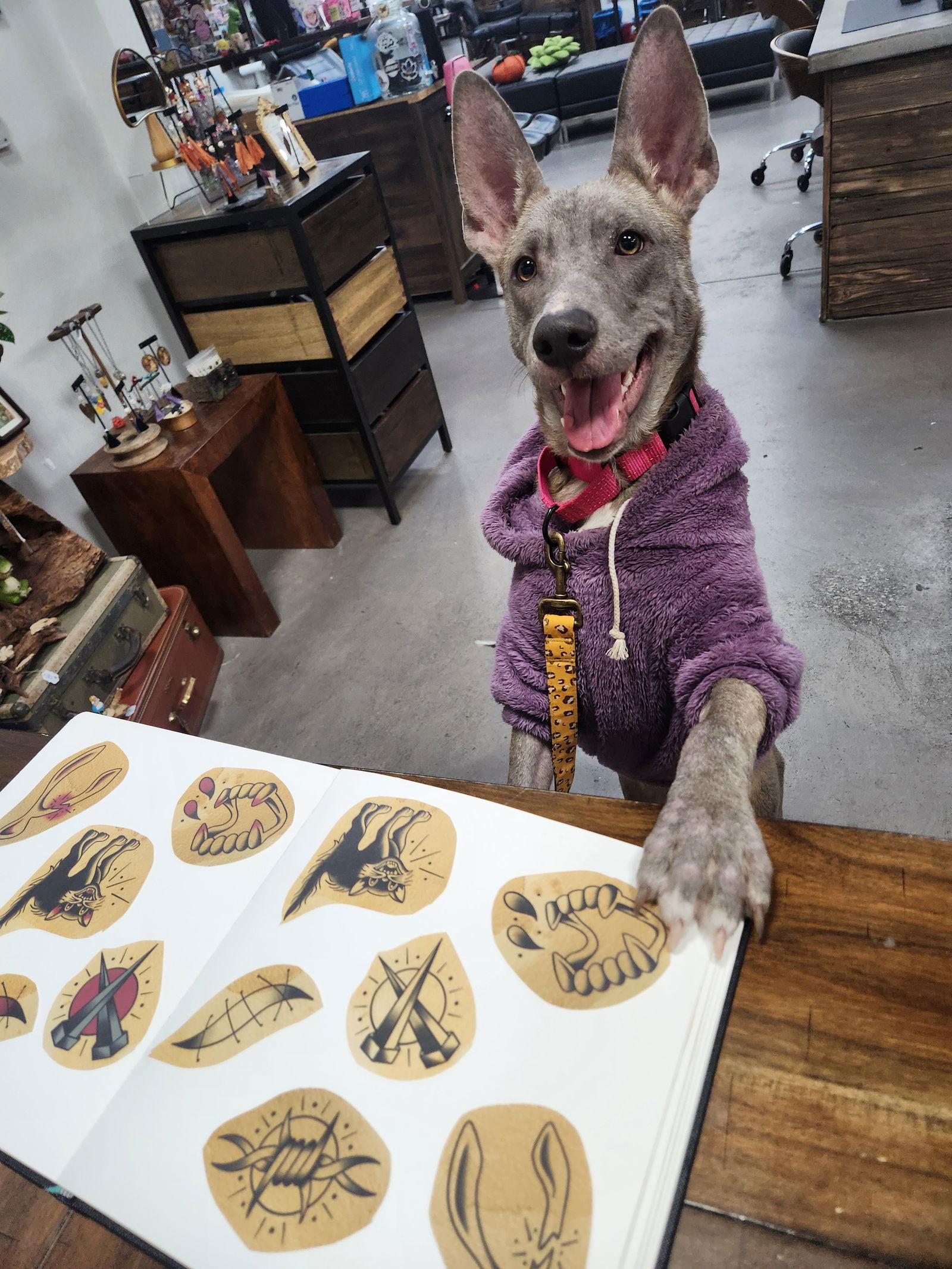 Enlarge Bristol, a Adoptable Mixed Breed in New London, WI image 2/3