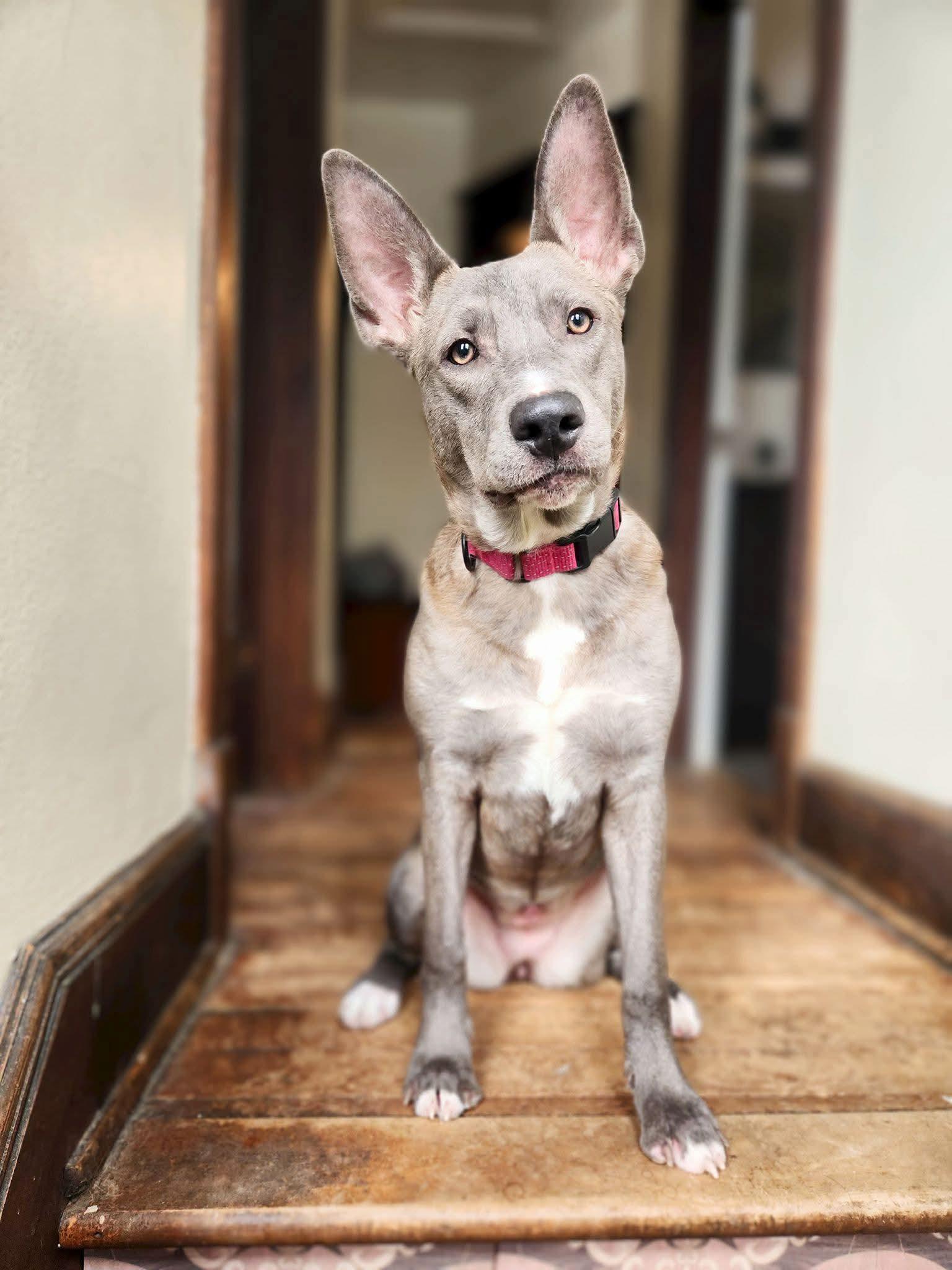 Enlarge Bristol, a Adoptable Mixed Breed in New London, WI image 3/3