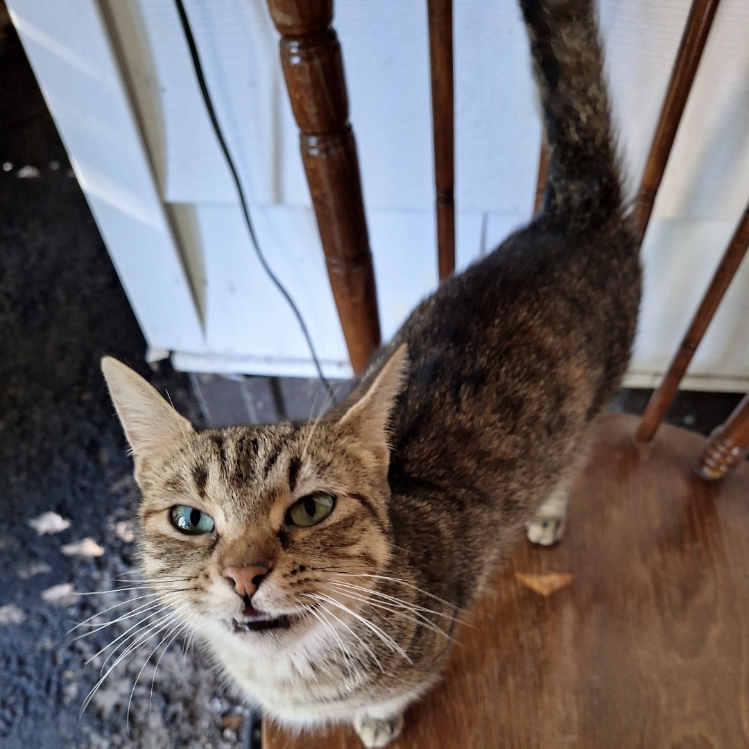 Enlarge Maggie, a Adoptable Domestic Short Hair in Lucknow, ON image 1/3