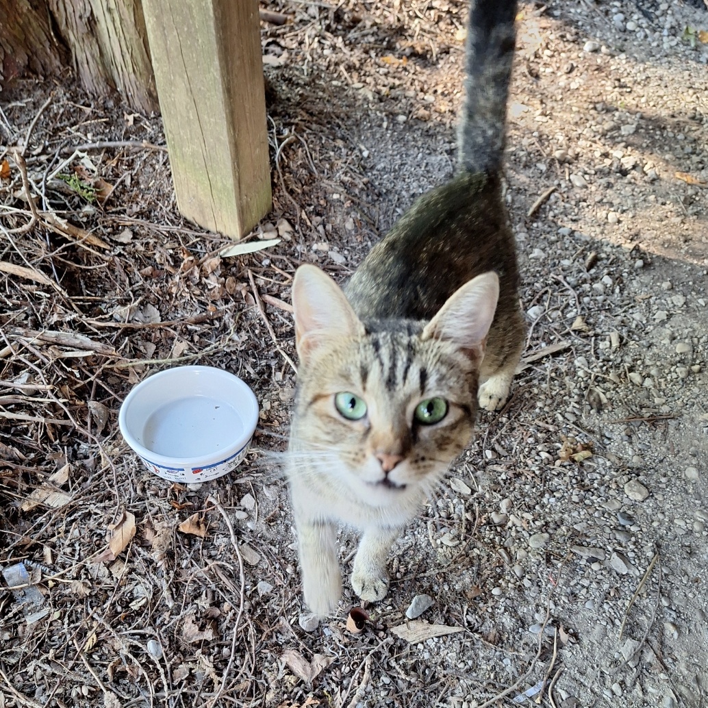 Enlarge Maggie, a Adoptable Domestic Short Hair in Lucknow, ON image 2/3