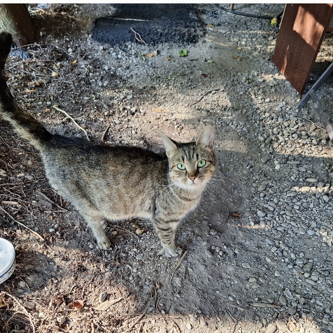 Enlarge Maggie, a Adoptable Domestic Short Hair in Lucknow, ON image 3/3