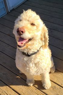 Vinny, an adoptable Poodle in Watertown, WI, 53094 | Photo Image 3