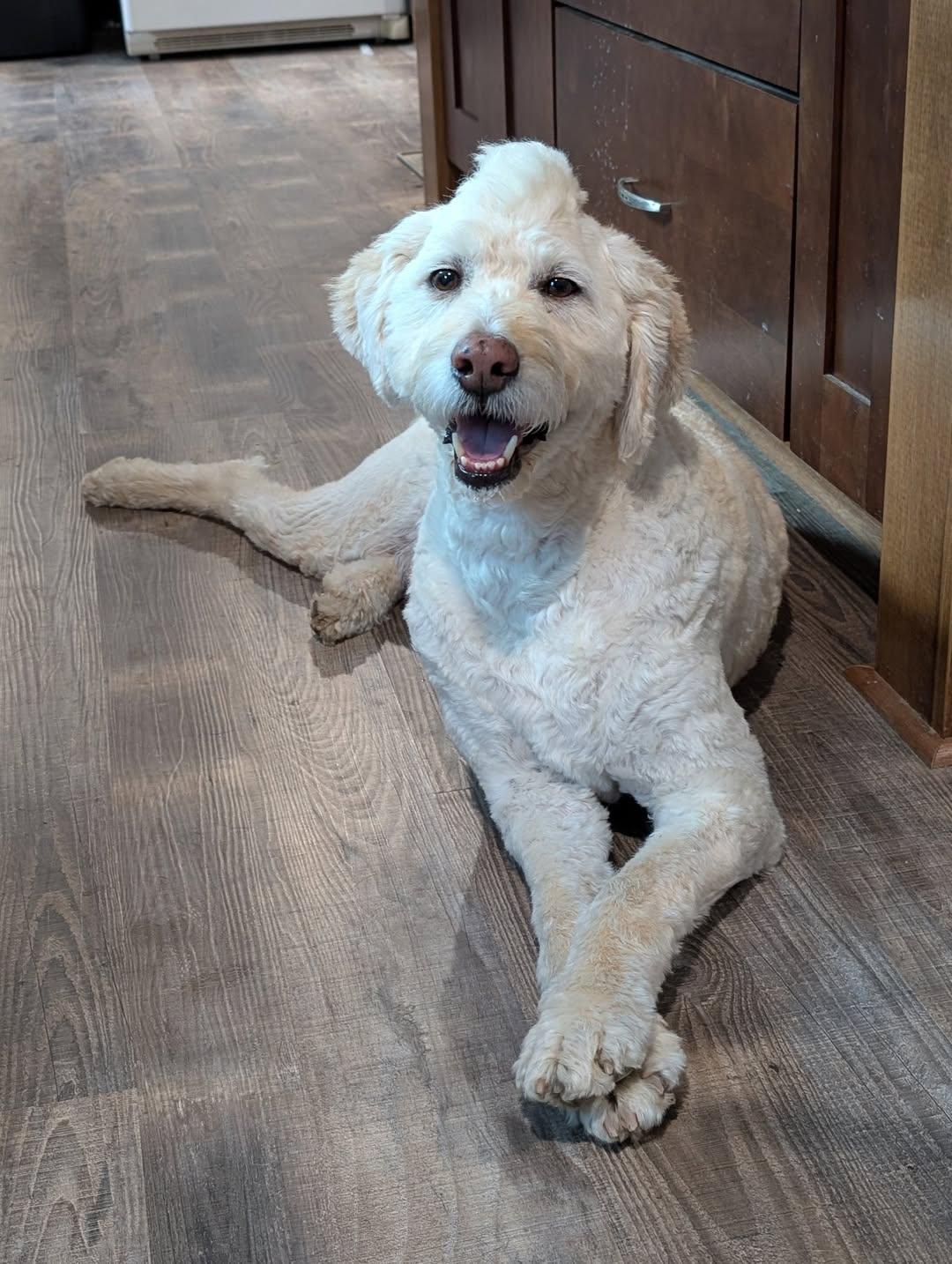 Vinny, an adoptable Poodle in Watertown, WI, 53094 | Photo Image 1
