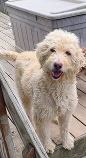 Vinny, an adoptable Poodle in Watertown, WI, 53094 | Photo Image 3