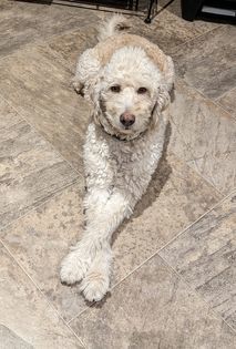 Vinny, an adoptable Poodle in Watertown, WI, 53094 | Photo Image 4