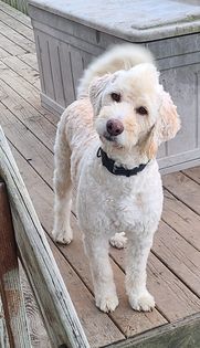 Vinny, an adoptable Poodle in Watertown, WI, 53094 | Photo Image 2