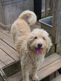 Vinny, an adoptable Poodle in Watertown, WI, 53094 | Photo Image 5