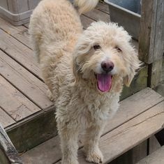 Vinny, an adoptable Poodle in Watertown, WI, 53094 | Photo Image 5