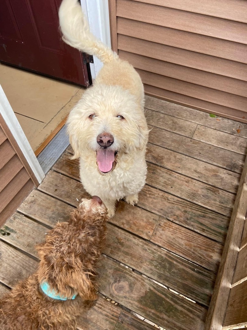 Vinny, an adoptable Poodle in Watertown, WI, 53094 | Photo Image 6
