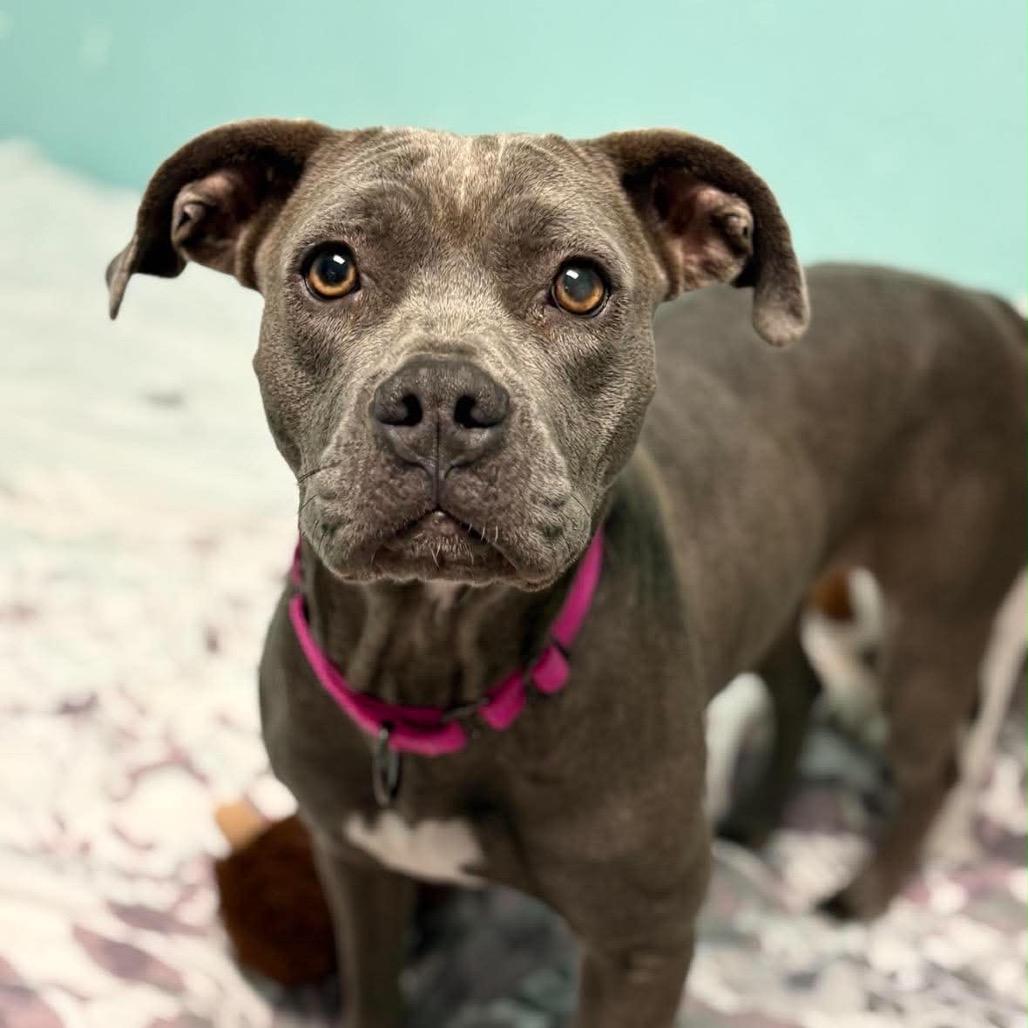 Sara, Adoptable, Young Female Pit Bull Terrier.