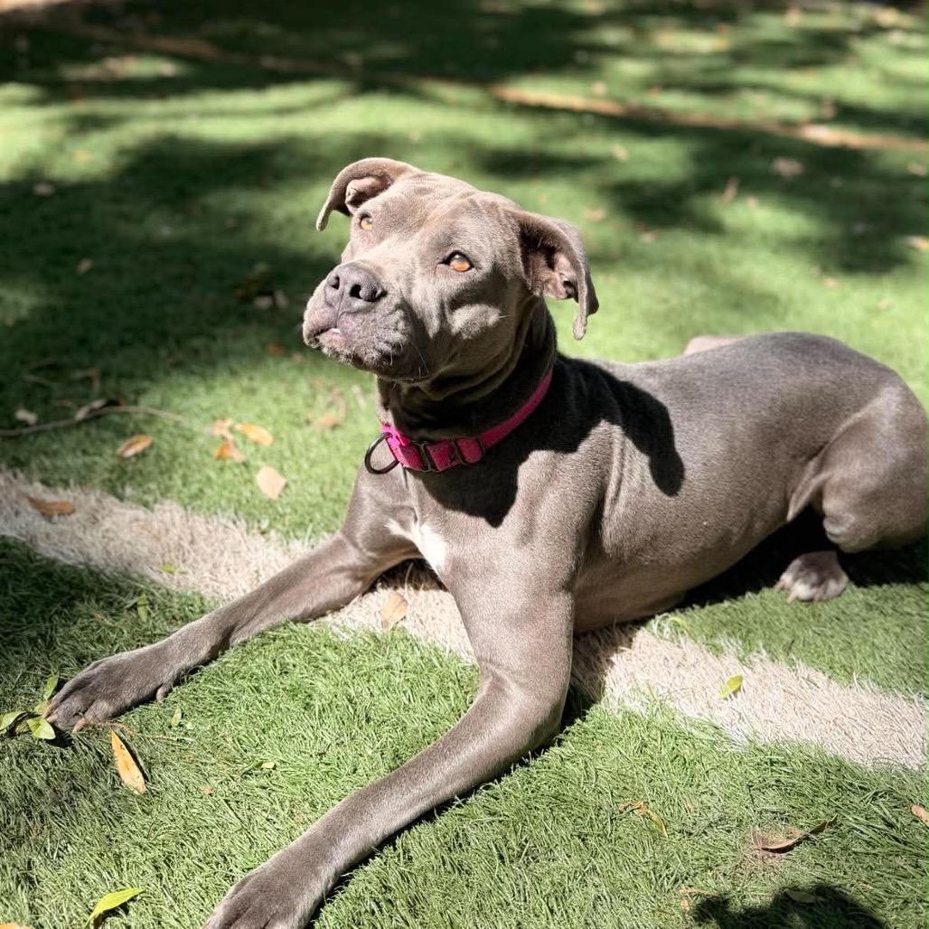 Sara, a Adoptable Pit Bull Terrier in Lutz, FL image 2/6