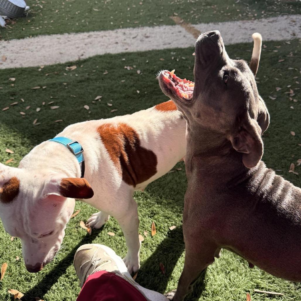 Sara, Adoptable, Young Female Pit Bull Terrier.