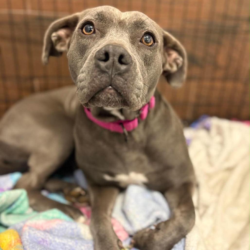 Sara, a Adoptable Pit Bull Terrier in Lutz, FL image 4/6