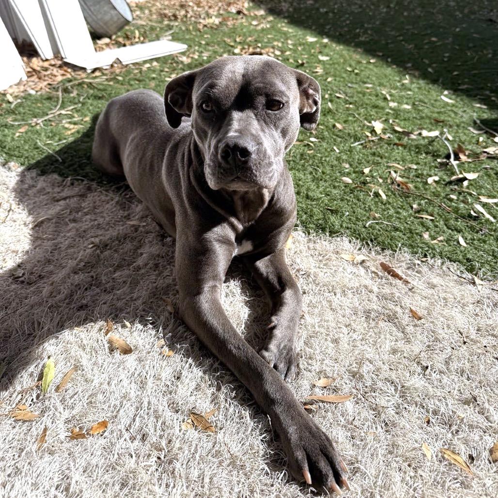 Enlarge Sara, a Adoptable Pit Bull Terrier in Lutz, FL image 2/4