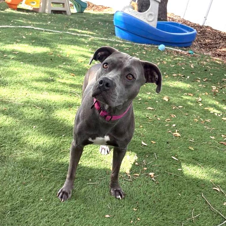 Sara, a Adoptable Pit Bull Terrier in Lutz, FL image 5/6