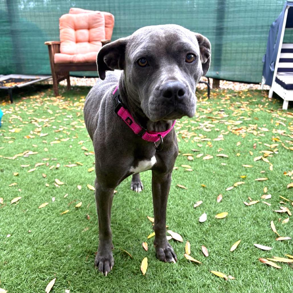 Enlarge Sara, a Adoptable Pit Bull Terrier in Lutz, FL image 4/4