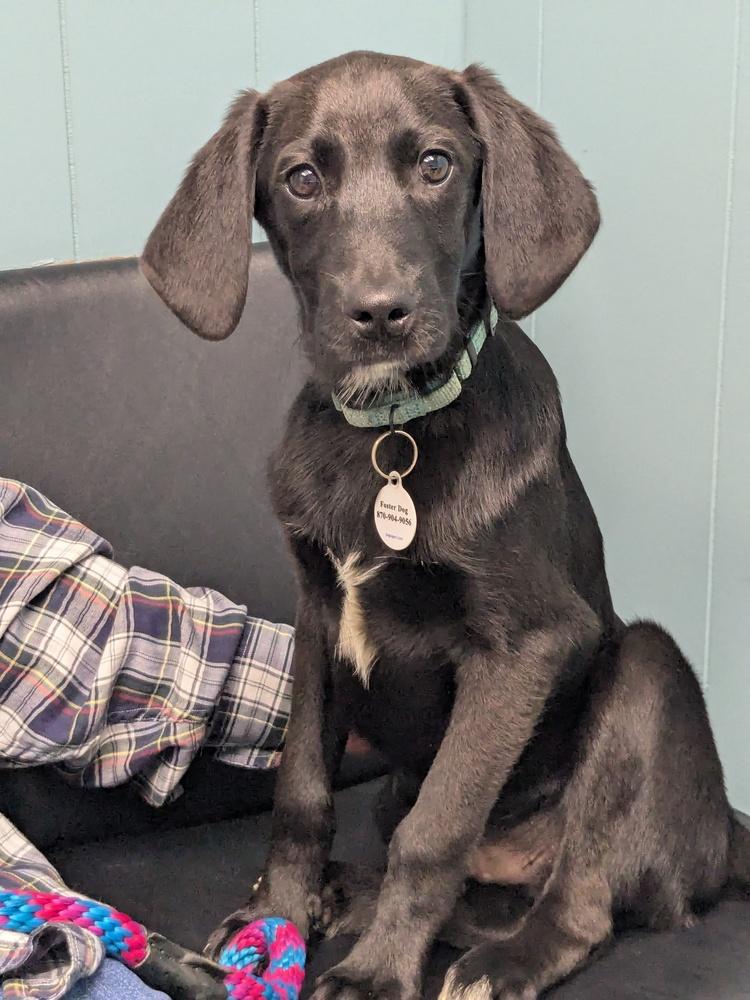 Nash Greystar, a Adoptable mixed breed in Boston, MA image 2/3