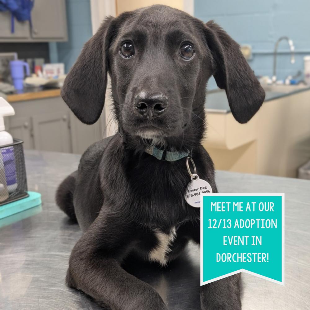 Nash Greystar, a Adoptable mixed breed in Boston, MA image 1/4