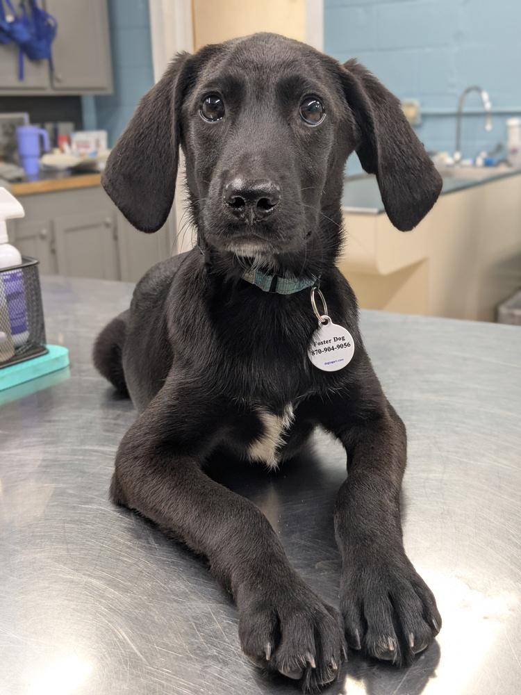 Nash Greystar, a Adoptable mixed breed in Boston, MA image 3/3