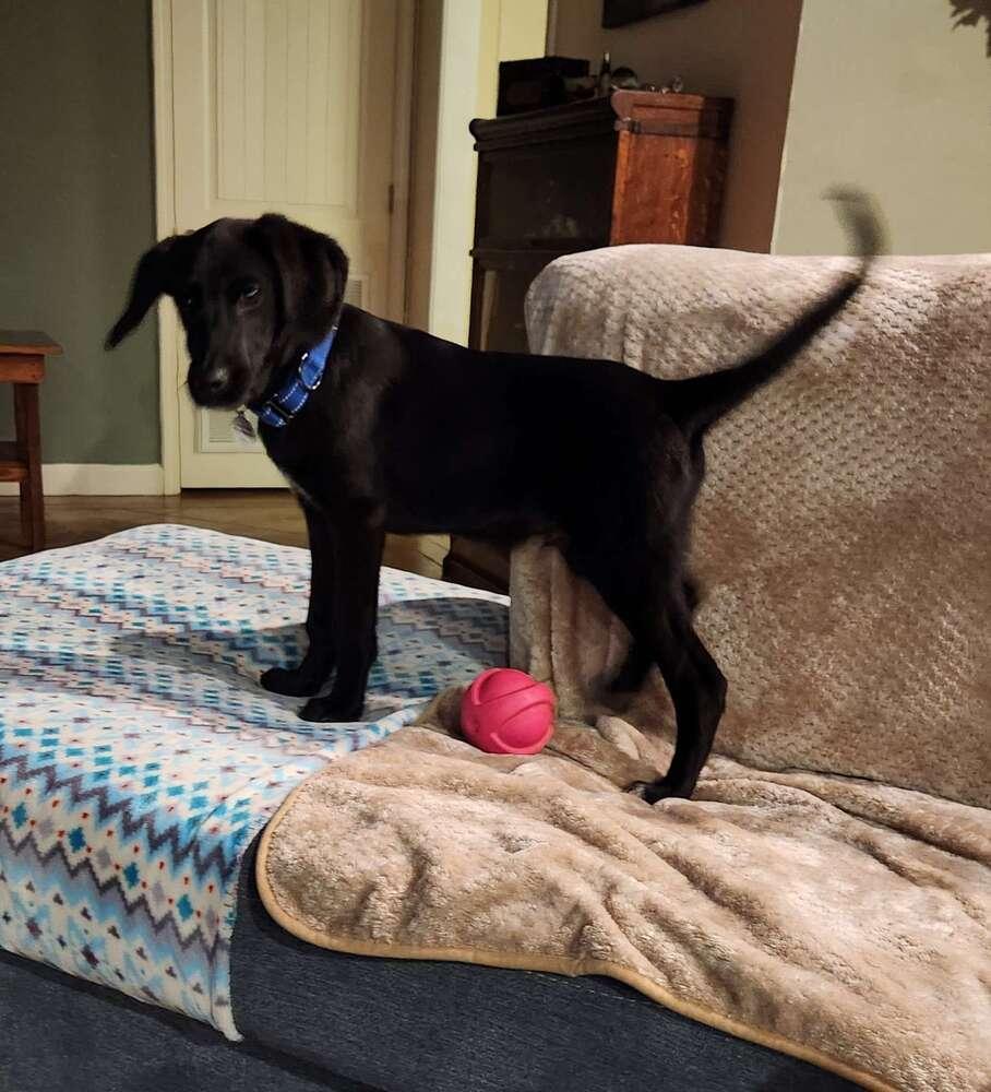 Nash Greystar, a Adoptable mixed breed in Boston, MA image 3/4