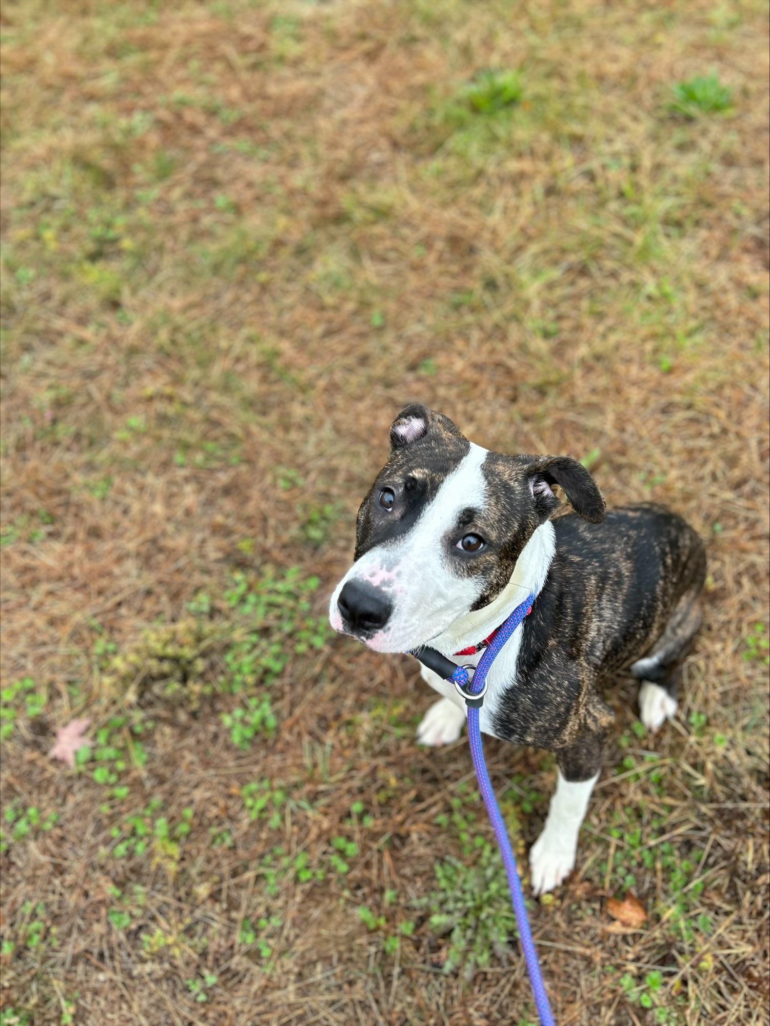 Enlarge Keeva, a Adopted mixed breed in East Hartford, CT image 1/6