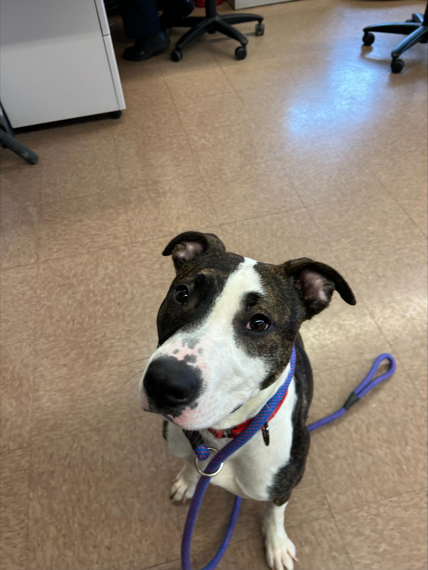 Enlarge Keeva, a Adopted mixed breed in East Hartford, CT image 3/6