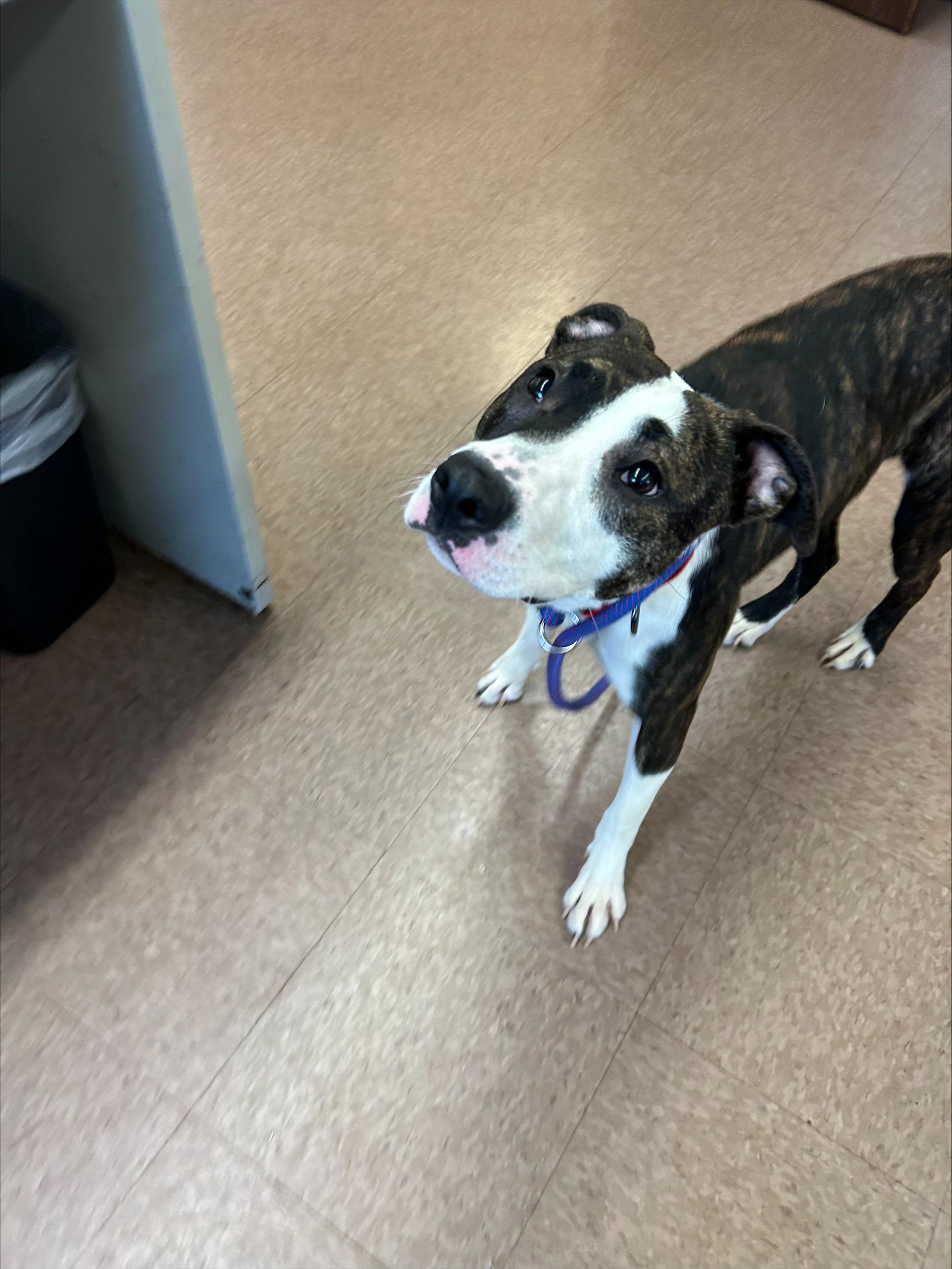 Enlarge Keeva, a Adopted mixed breed in East Hartford, CT image 4/6