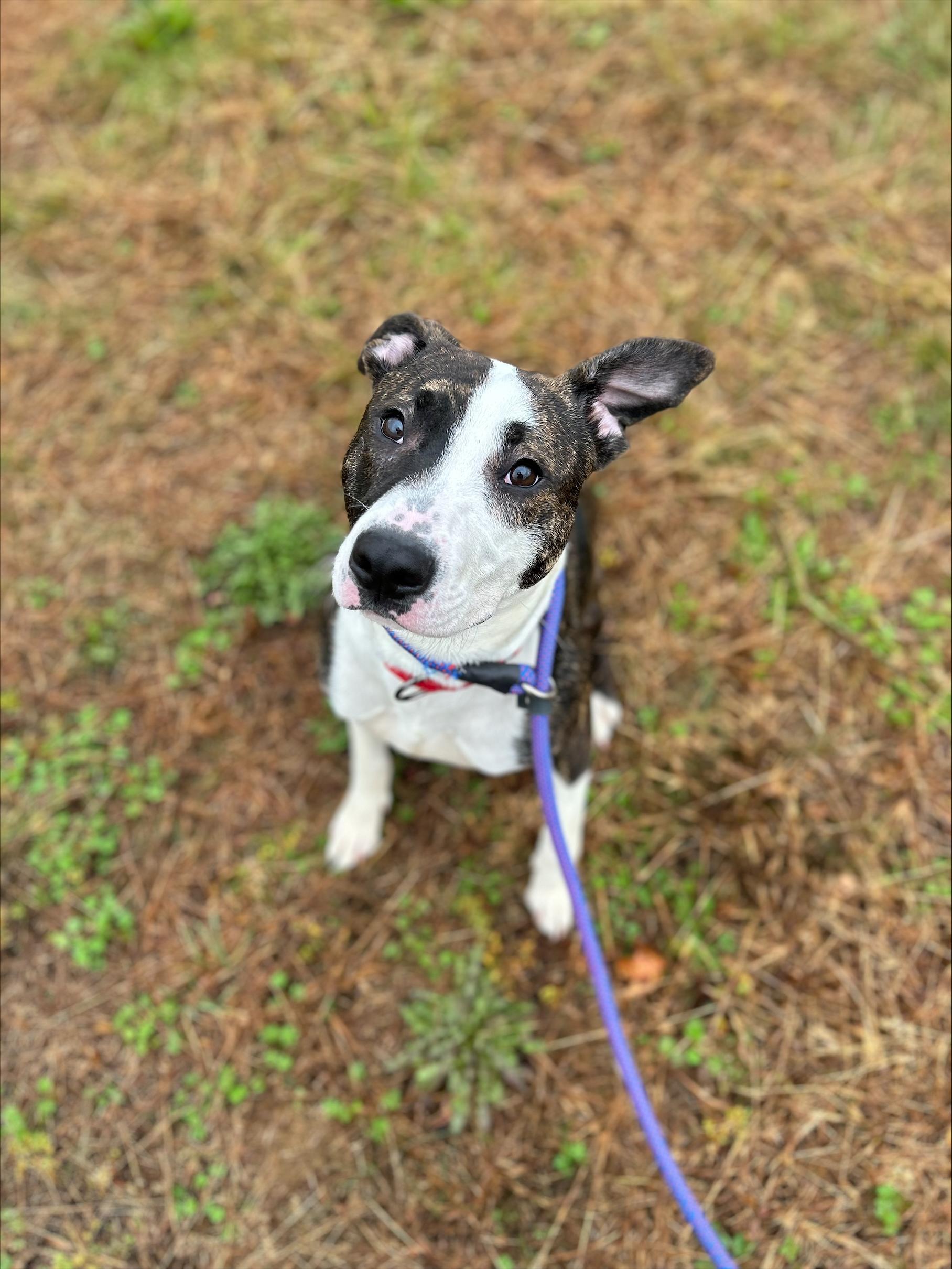 Enlarge Keeva, a Adopted mixed breed in East Hartford, CT image 5/6