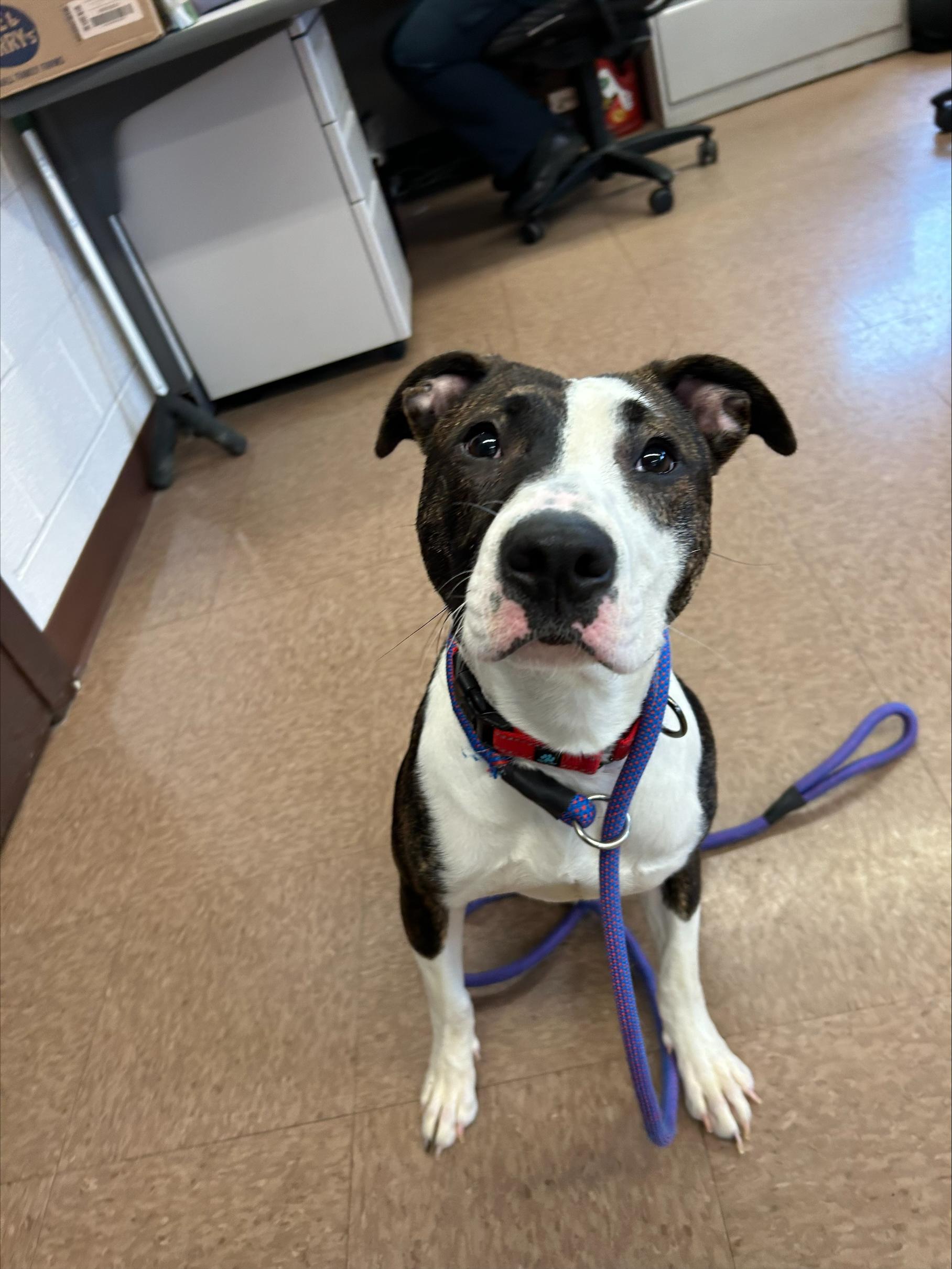 Enlarge Keeva, a Adopted mixed breed in East Hartford, CT image 6/6