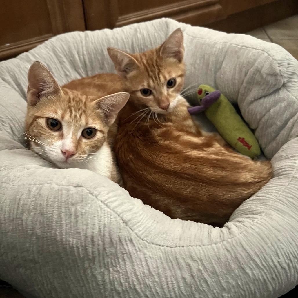Enlarge Ginger, a Adoptable Domestic Short Hair in Long Beach, CA image 1/3