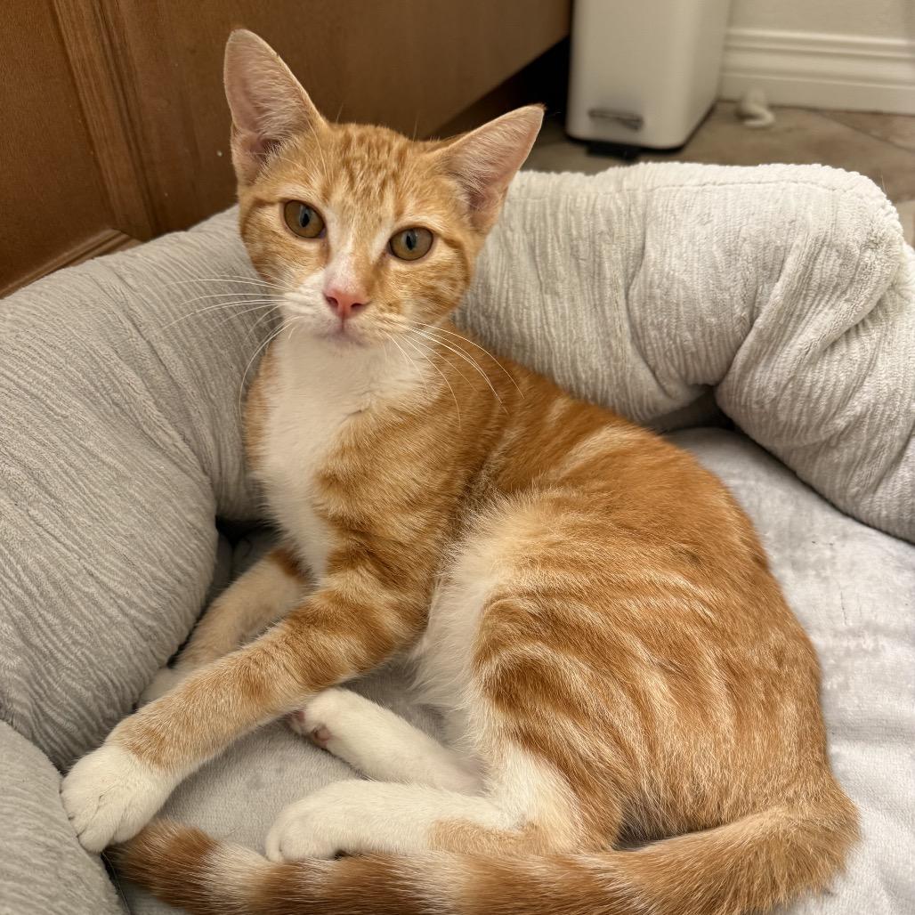 Enlarge Ginger, a Adoptable Domestic Short Hair in Long Beach, CA image 2/3