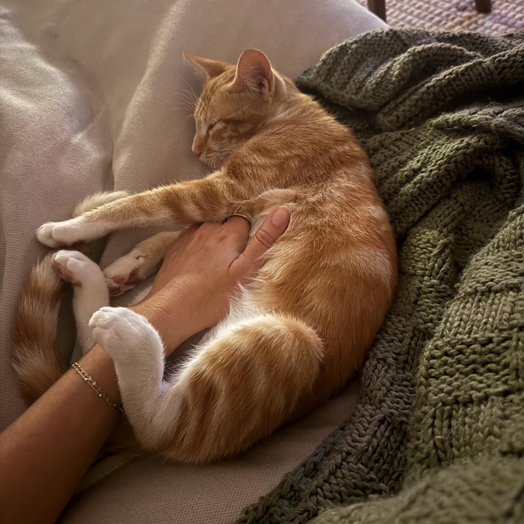 Enlarge Ginger, a Adoptable Domestic Short Hair in Long Beach, CA image 3/3