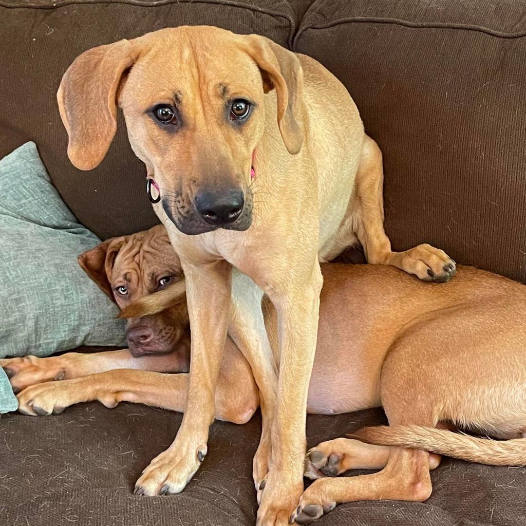 Ellie, a Adoptable mixed breed in Oxford, ME image 1/4