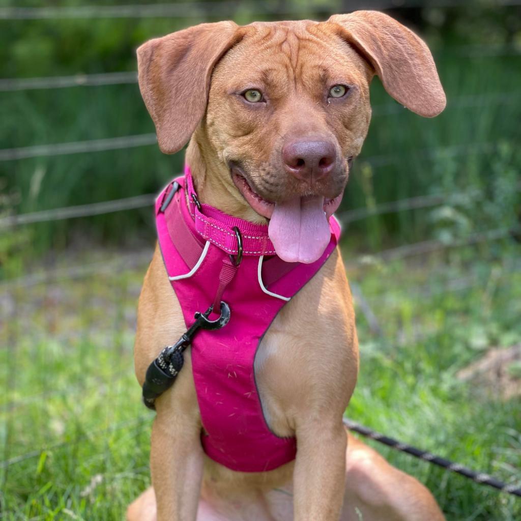 Ellie, a Adoptable mixed breed in Oxford, ME image 3/4