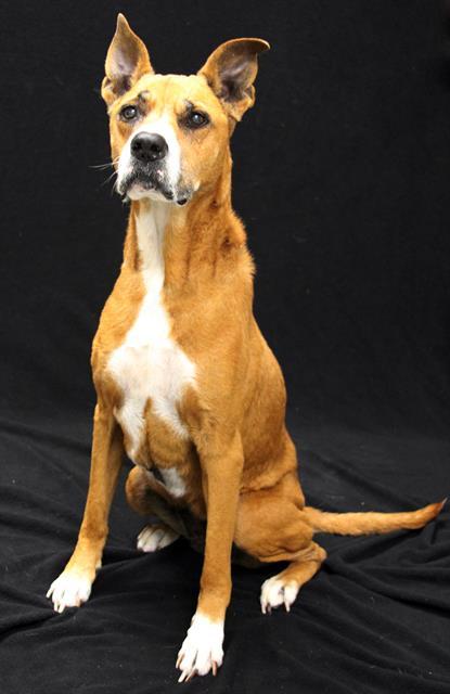 MILLY, Adoptable, Adult Female Lakeland Terrier & Mixed Breed.