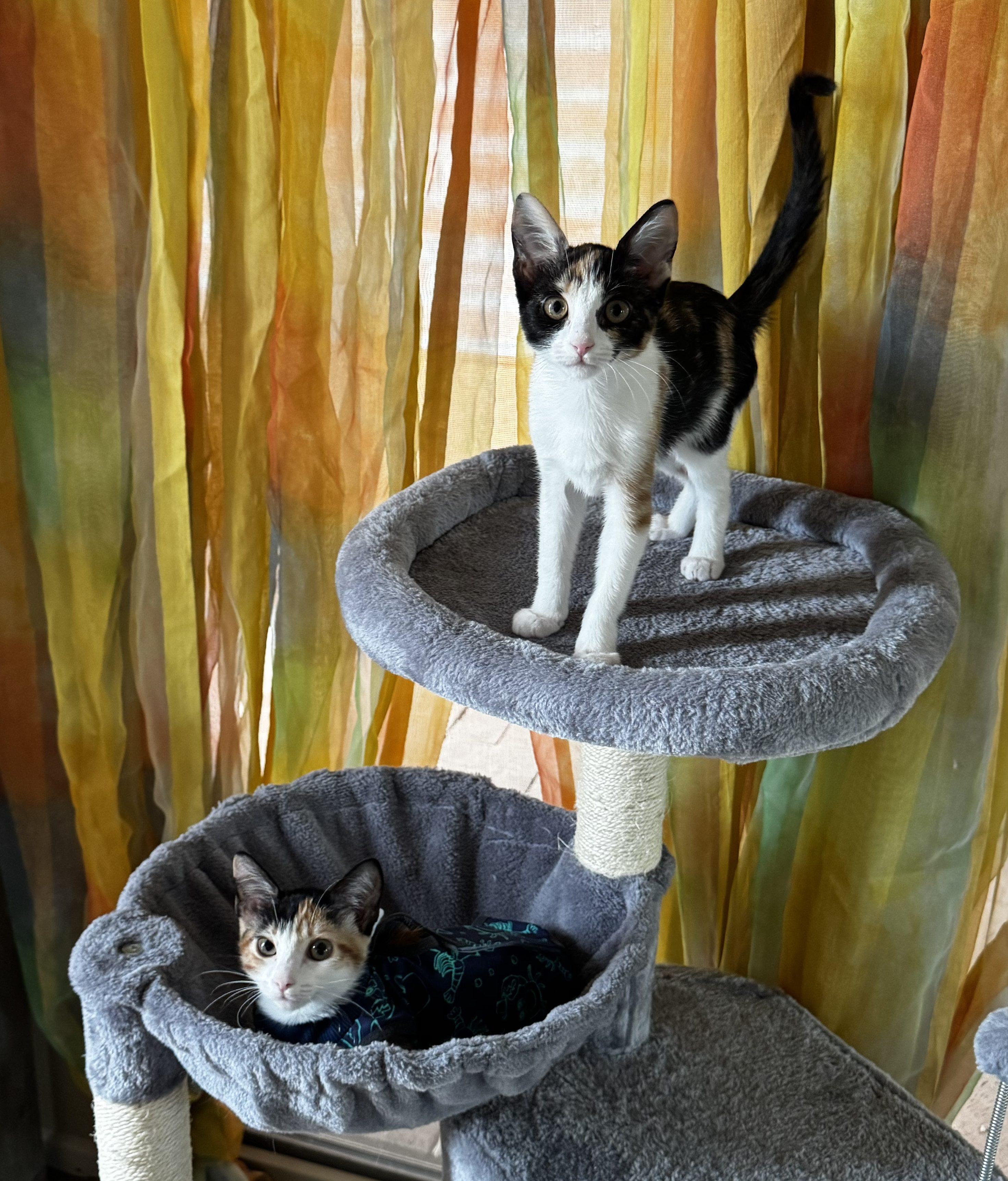 Enlarge Calypso, a Adoptable Calico in Tucson, AZ image 1/1