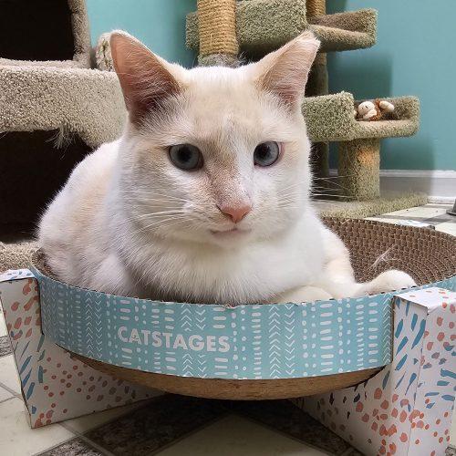 Enlarge Blaze 5672C, a Adoptable mixed breed in Frankfort, KY image 1/5