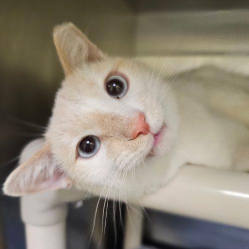 Enlarge Blaze 5672C, a Adoptable mixed breed in Frankfort, KY image 2/5