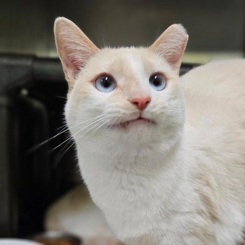 Enlarge Blaze 5672C, a Adoptable mixed breed in Frankfort, KY image 3/5