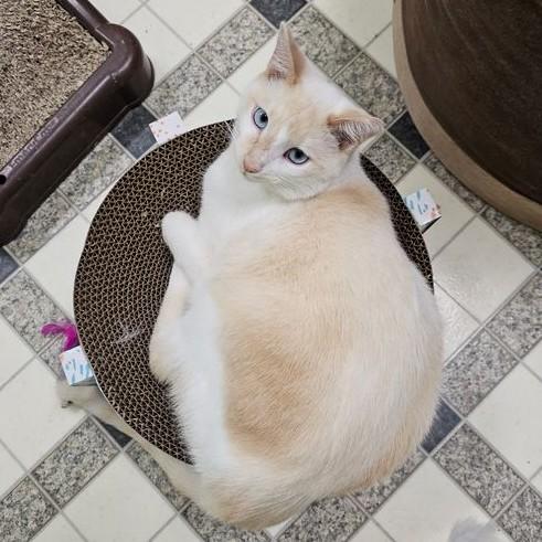 Enlarge Blaze 5672C, a Adoptable mixed breed in Frankfort, KY image 4/5