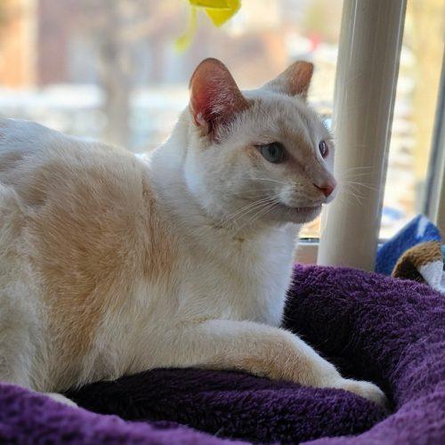 Enlarge Blaze 5672C, a Adoptable mixed breed in Frankfort, KY image 5/5
