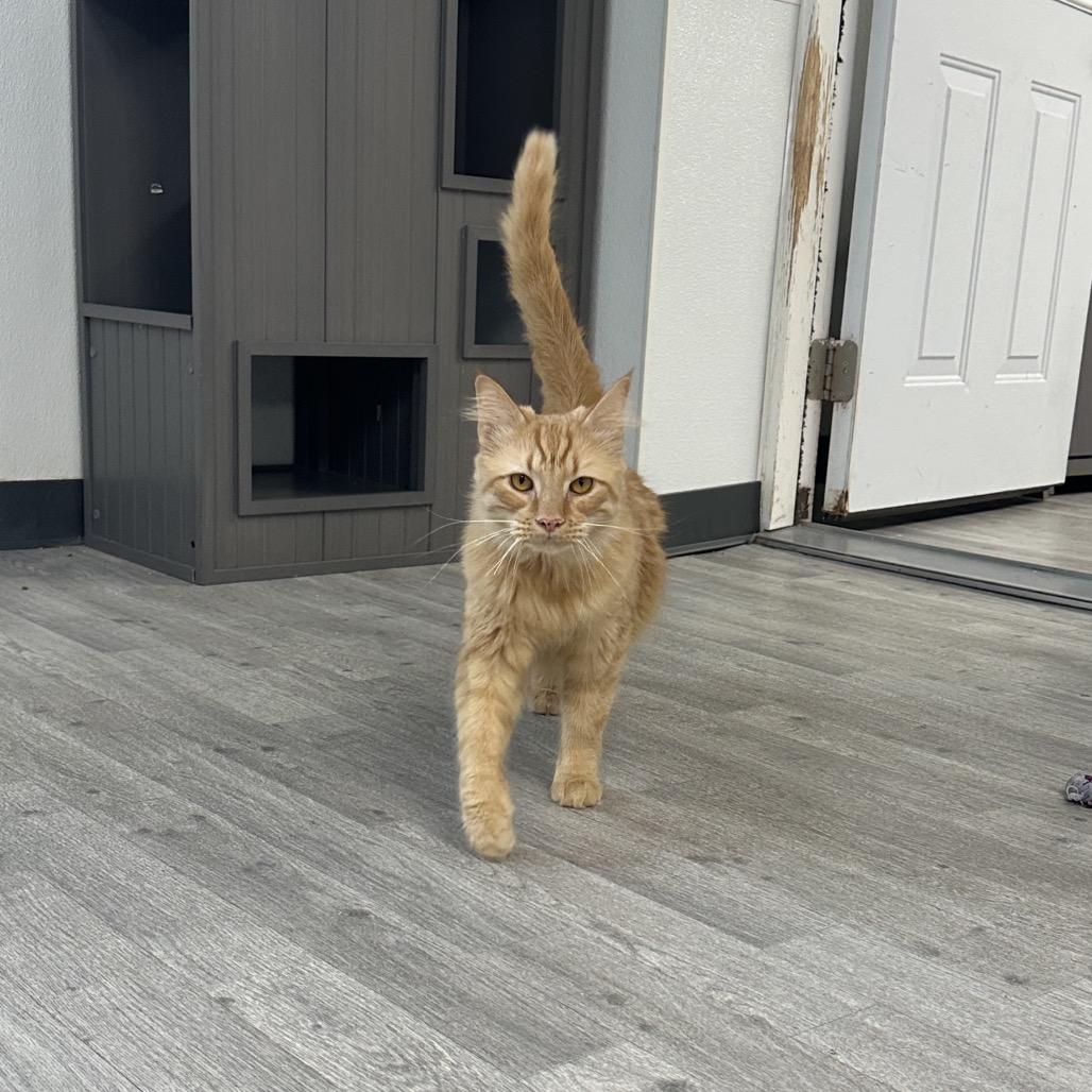 Tarzan, Adoptable, Adult Male Domestic Medium Hair.