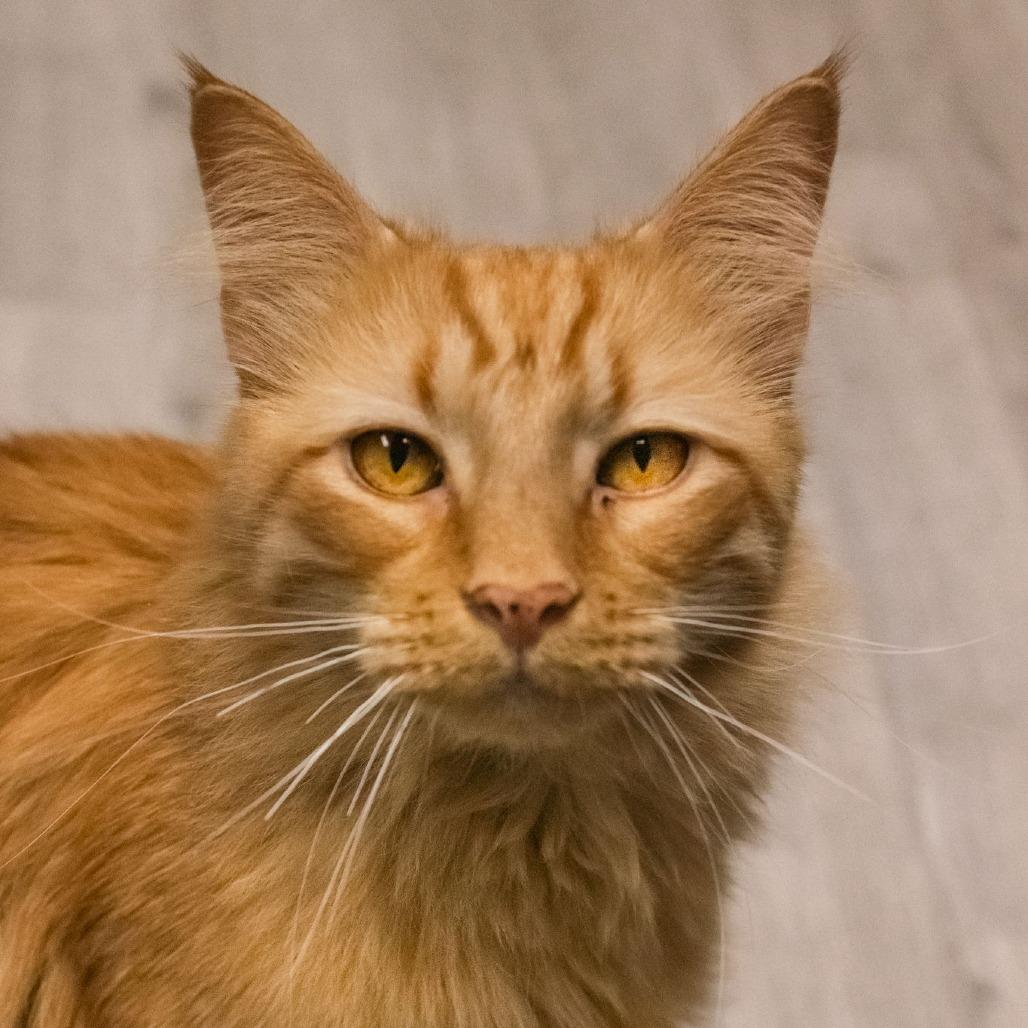 Enlarge Tarzan, a Adoptable Domestic Medium Hair in Uniontown, PA image 2/5