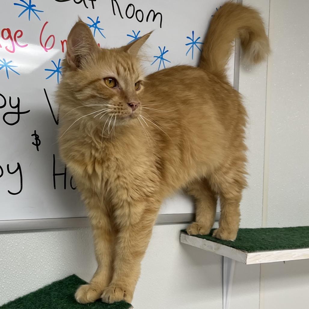 Enlarge Tarzan, a Adoptable Domestic Medium Hair in Uniontown, PA image 3/5